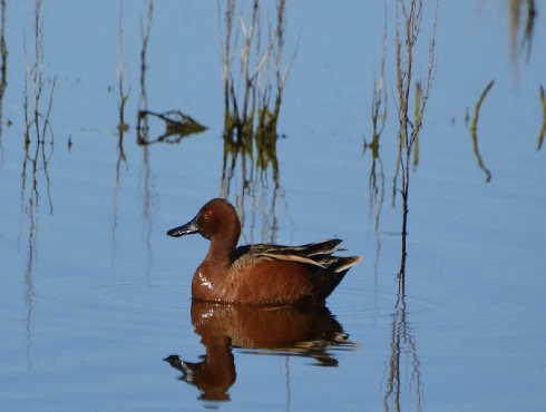 Cinnamon Teal